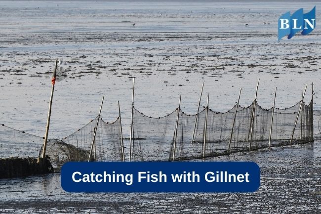 Catching Fish with Gillnet